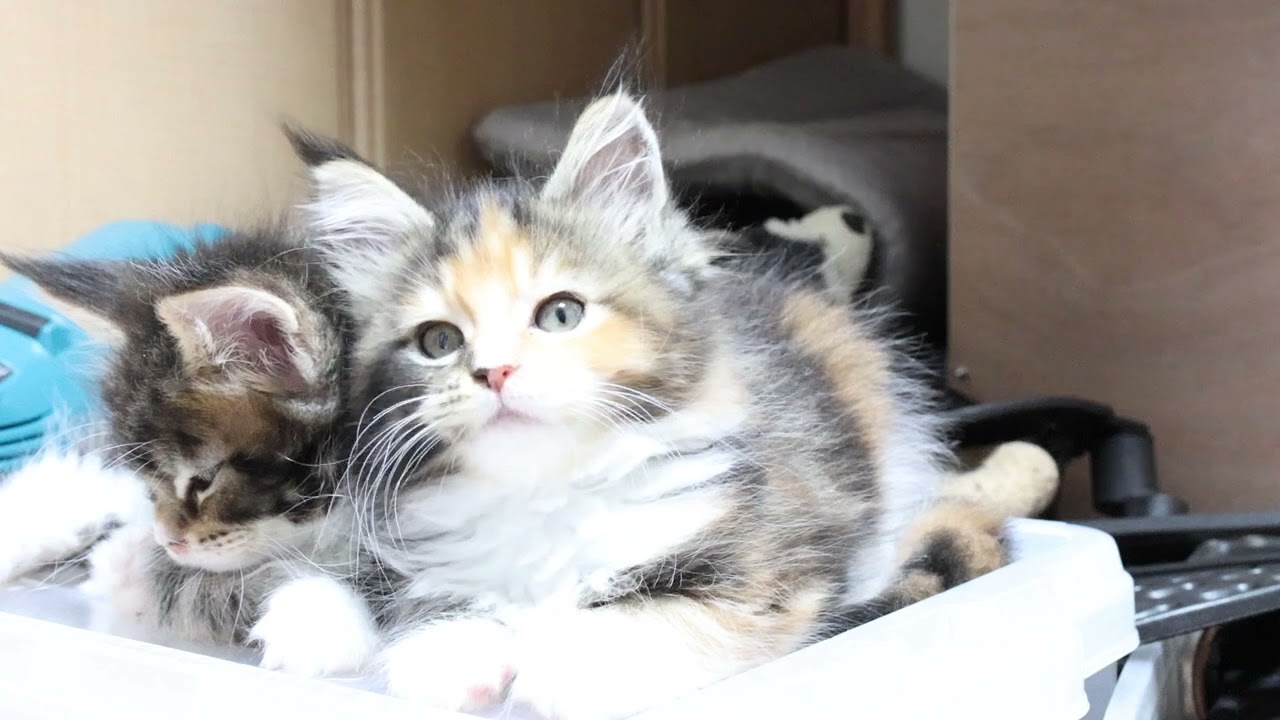 人目を引くメインクーン子猫つばきちゃん