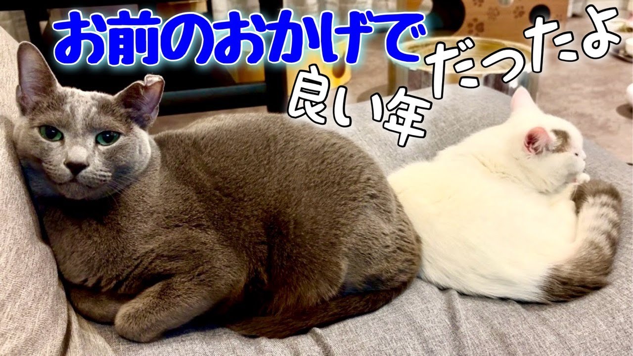 ロシアンブルー|猫同士が仲良くなるポイント3つ [Russian Blue cat Kotetsu]