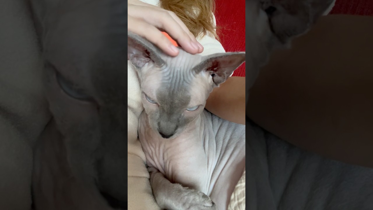 見た目と反して甘えん坊な毛のない猫【スフィンクス】