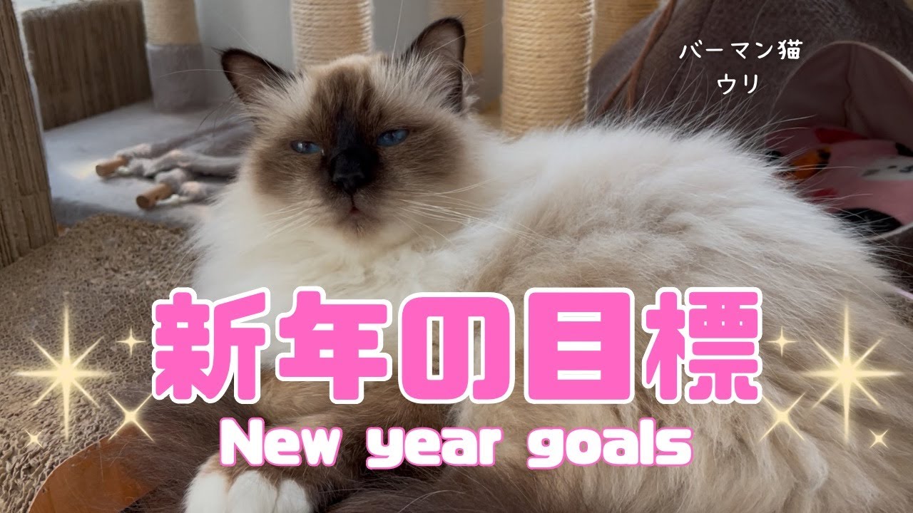 バーマン猫ウリ【新年の目標】New year goals（バーマン猫）Birman/Cat
