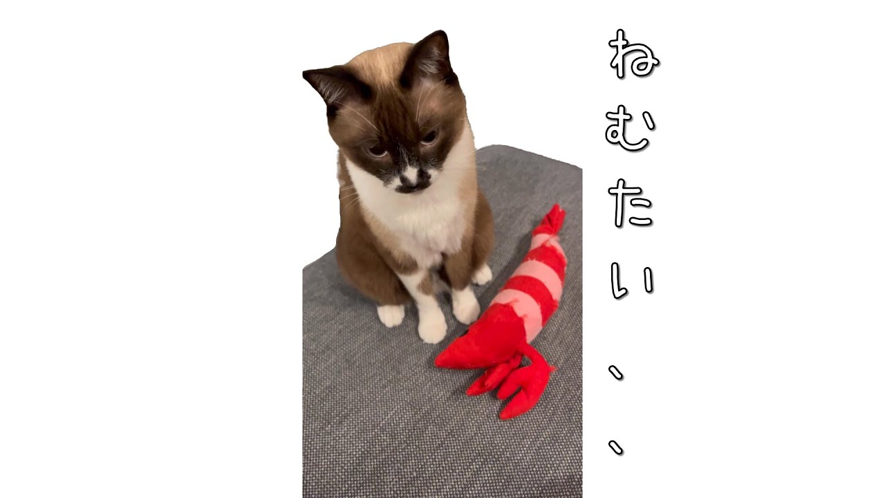 【シャムミックス】昼に遊びまくり眠たいにもかかわらず、我慢している猫の様子をどうぞ【癒し】