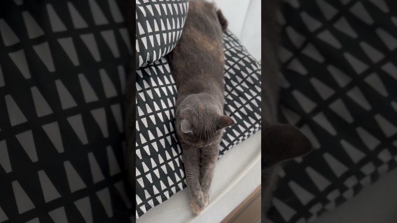 伸び伸びなうずめ #ブリティッシュショートヘアー #cat #britishshorthair #猫 #kitten #gatos #pet #ブリのうずめ