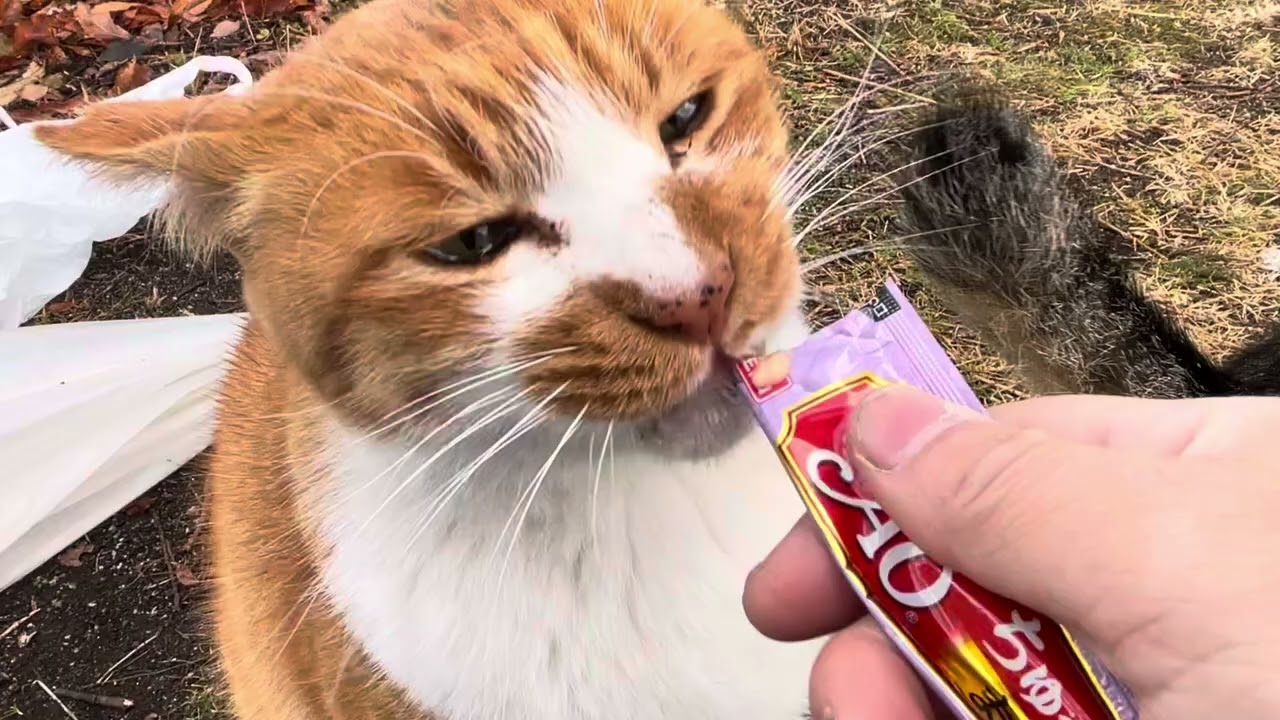 12月31日朝の猫ちゃん達の様子…。#catlovers