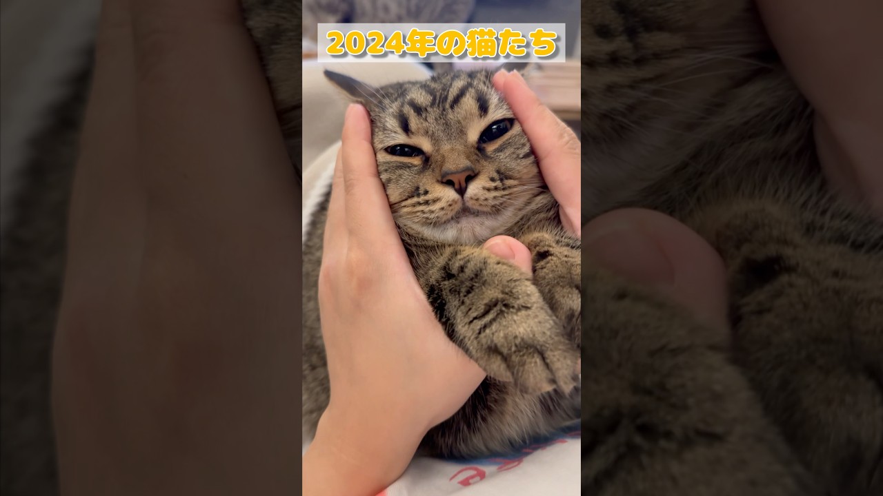【猫動画】2024年の最高に可愛い猫たちまとめ #shorts