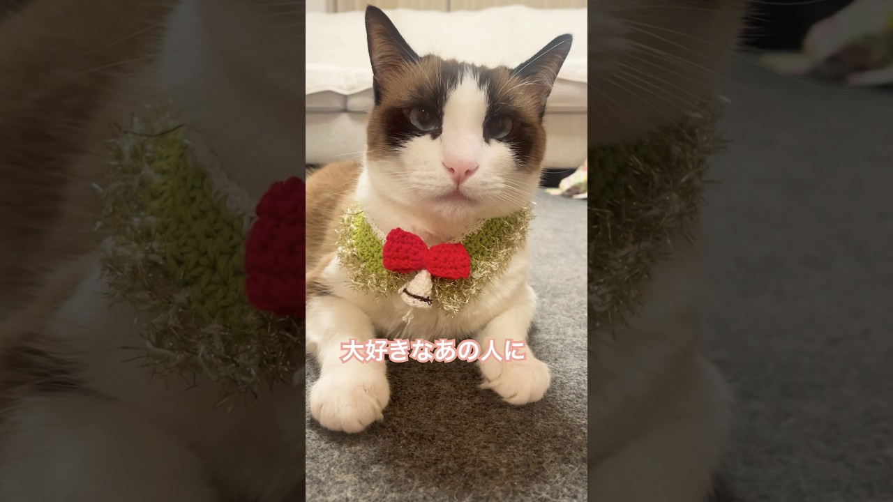 昔よく聞いた曲の替え歌 ｢甘えたいモフモフ｣  #替え歌 #スノーシュー猫 #snowshoecat