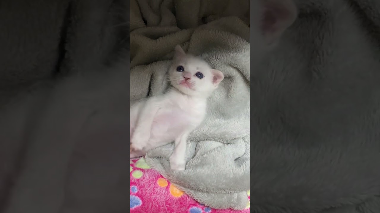 寝ている赤ちゃん猫の寝床を覗いてみたら可愛過ぎた