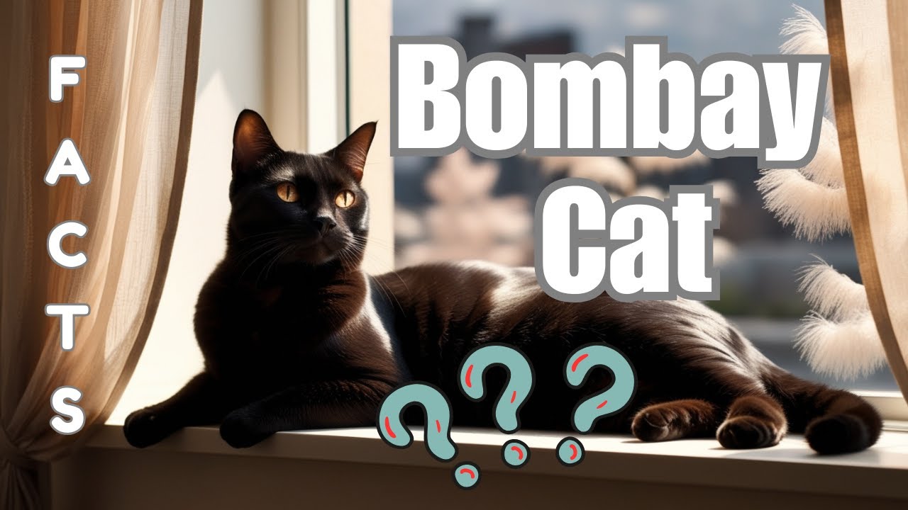 Bombay Cat - Everything You Need To Know: They Are a Perfect Cat Breed!