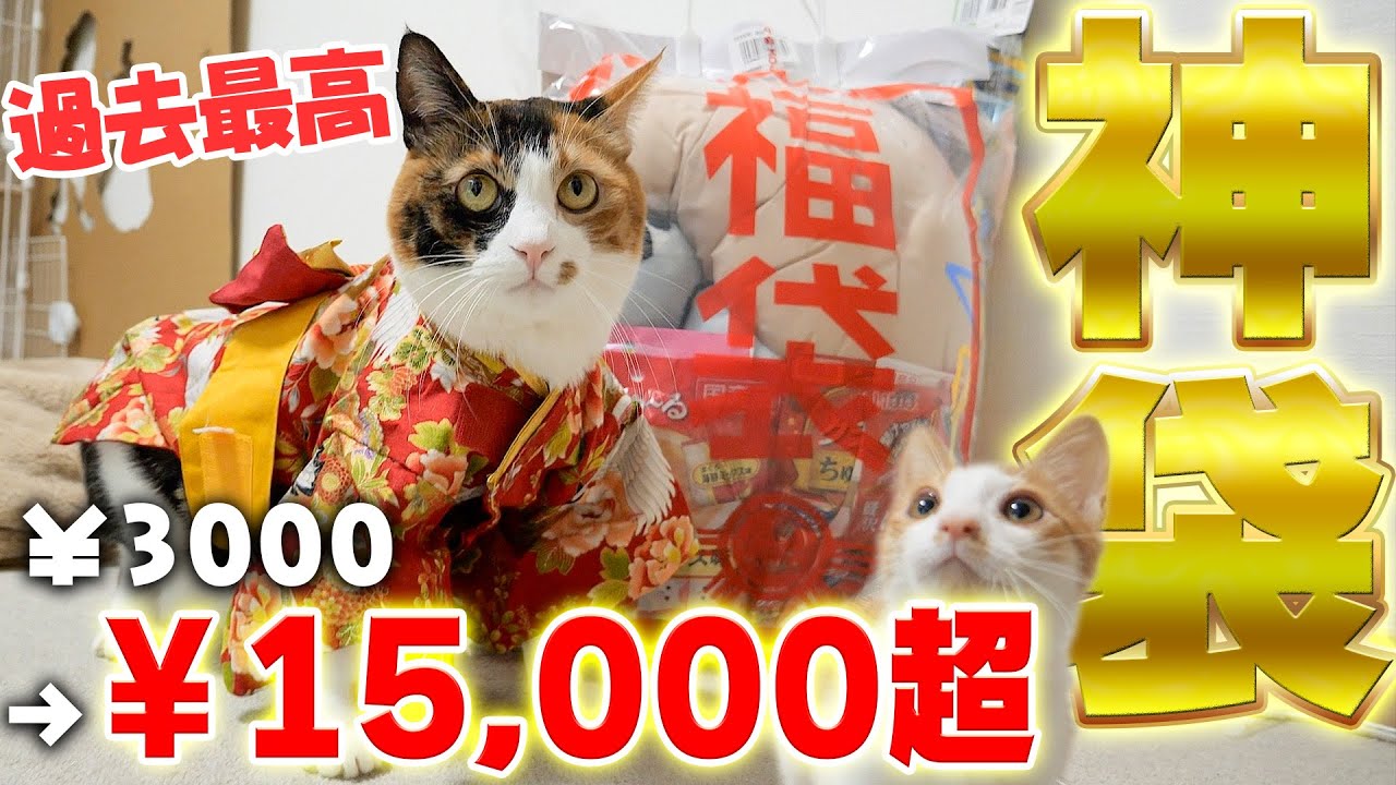【神袋】毎年５秒で完売する ”猫用の福袋” の中身が過去最高にヤバすぎました、、、、【ペットのコジマ】
