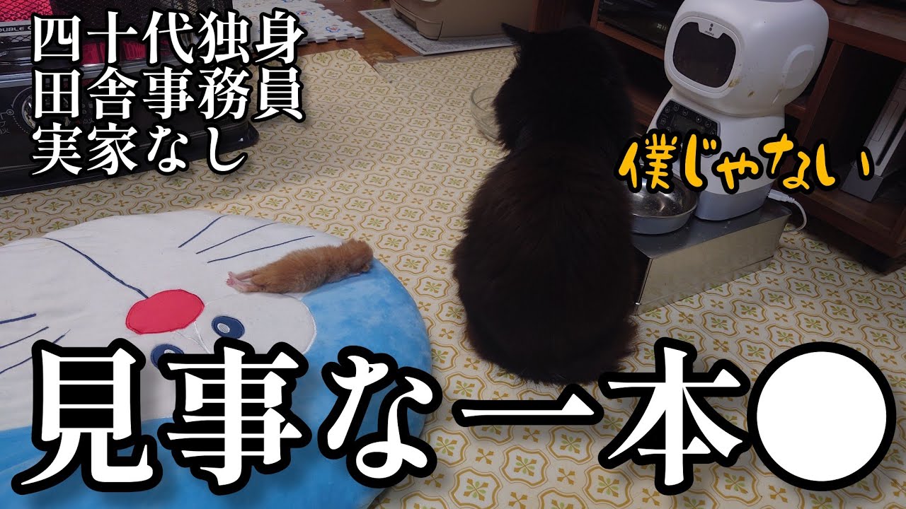 【四十代独身実家なし】保護5日目の子猫の姿がもはや一本●で、粗相を疑われる先住猫【年明けかいうん初笑い】