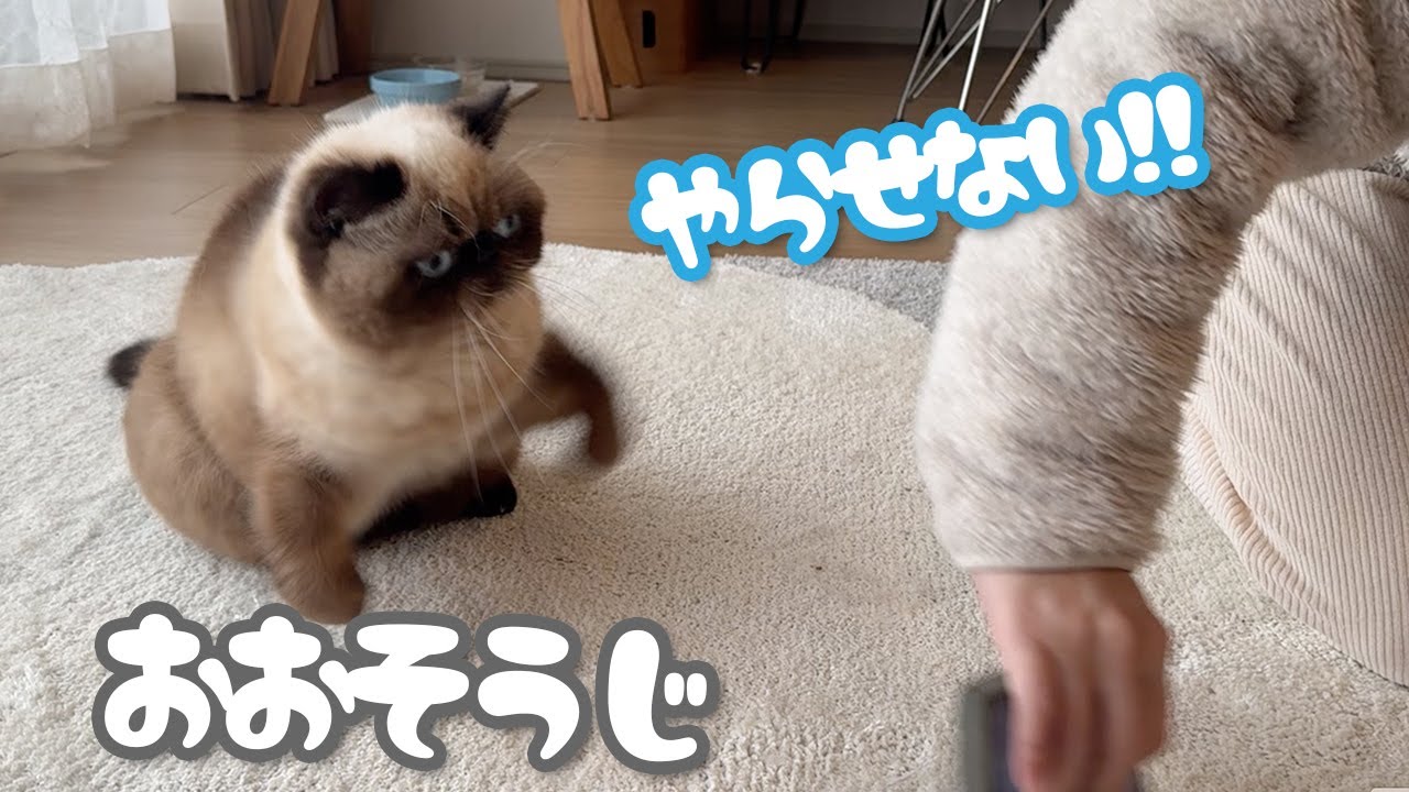 2024年の大掃除中の猫さん達。