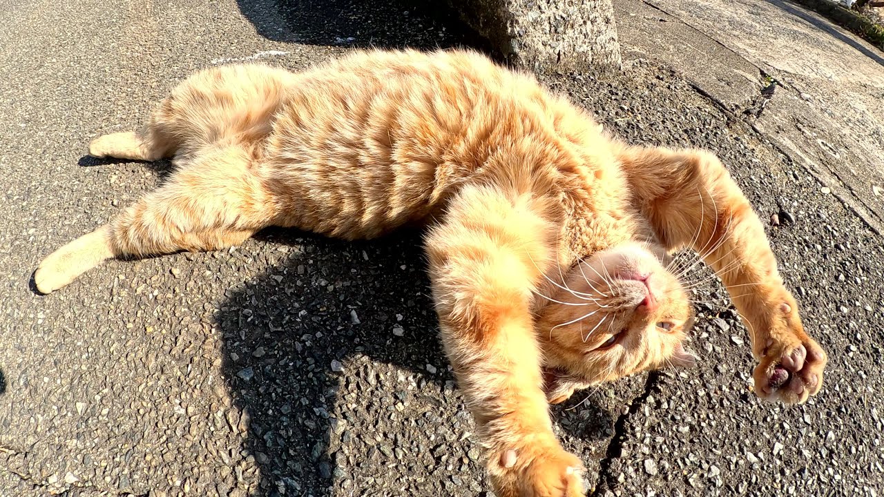 茶トラ猫が人間の前でバンザーイをしてお腹を見せる
