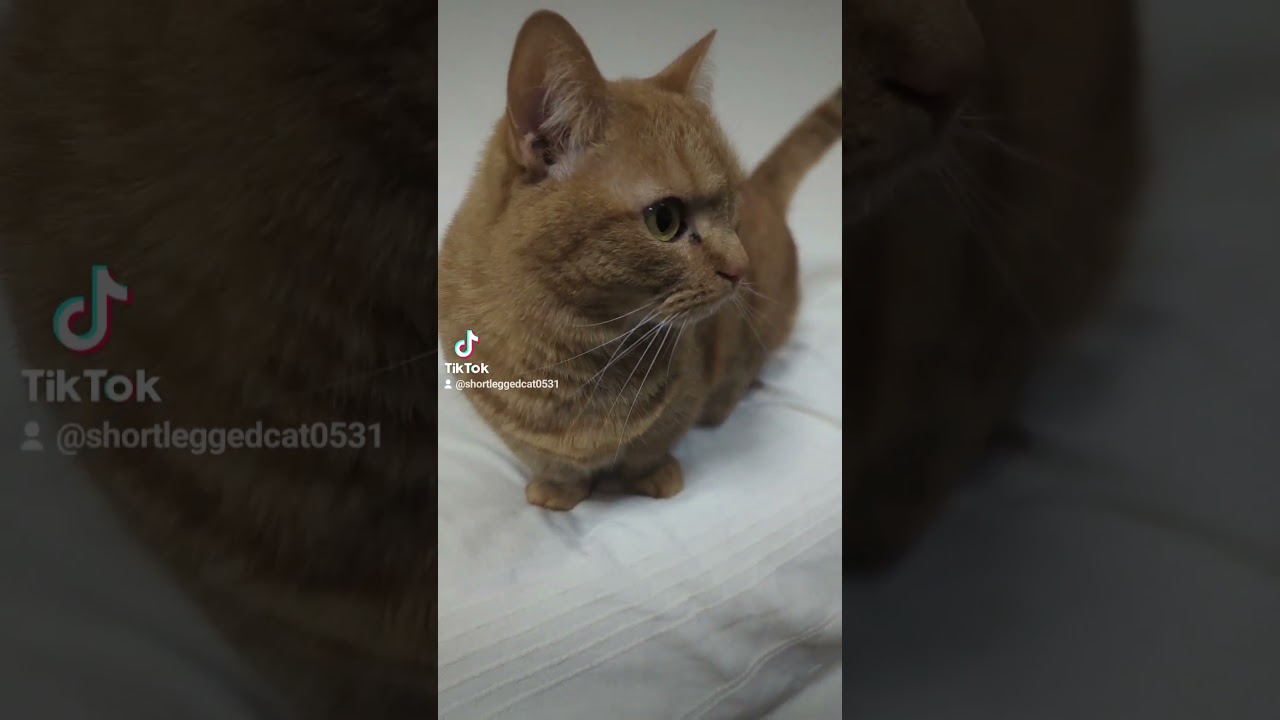 近づくと逃げる短足猫ルン #マンチカン短足 #マンチカン #猫かわいい