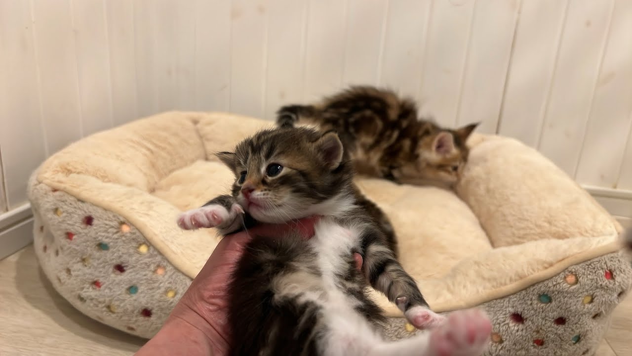 子猫部屋からライブ配信！