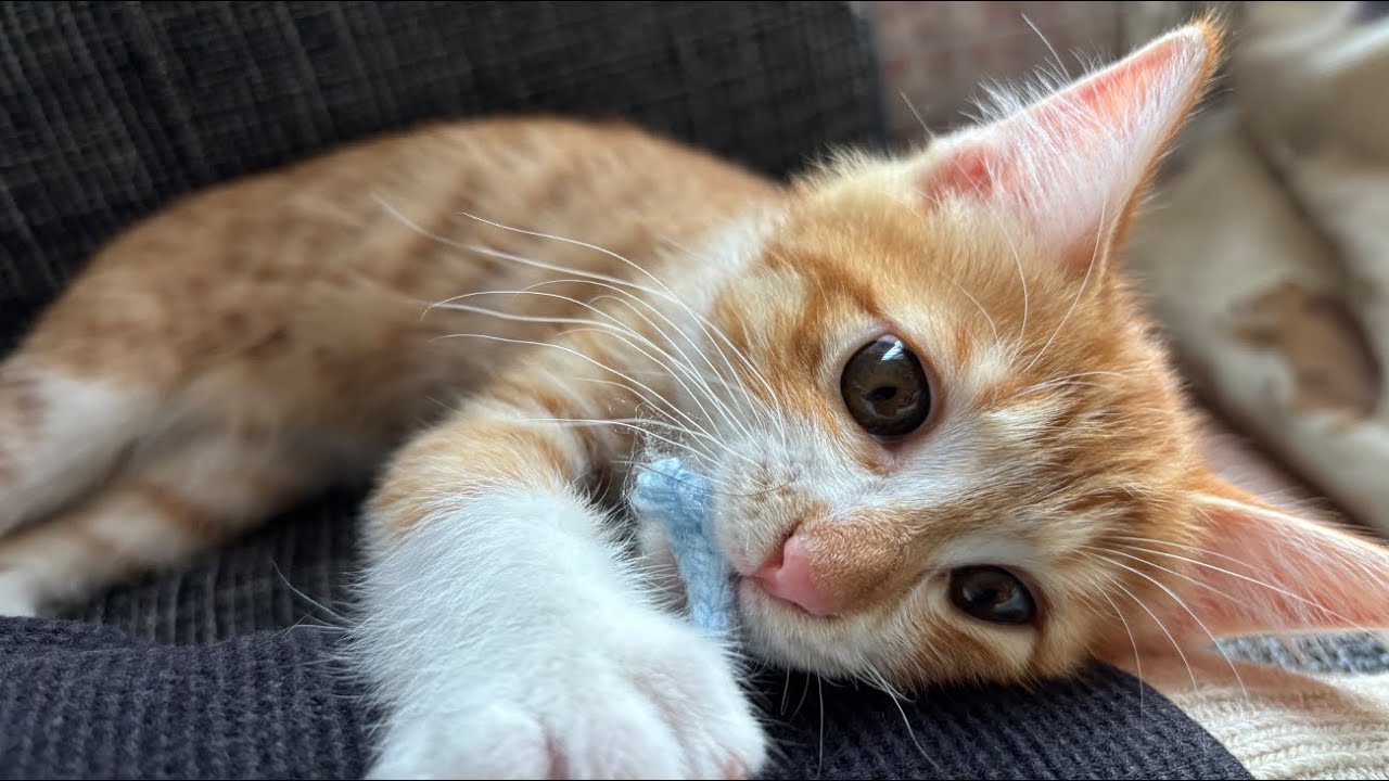 ご飯が不満なのを全力で伝える子猫　Kitten expressing dissatisfaction with food