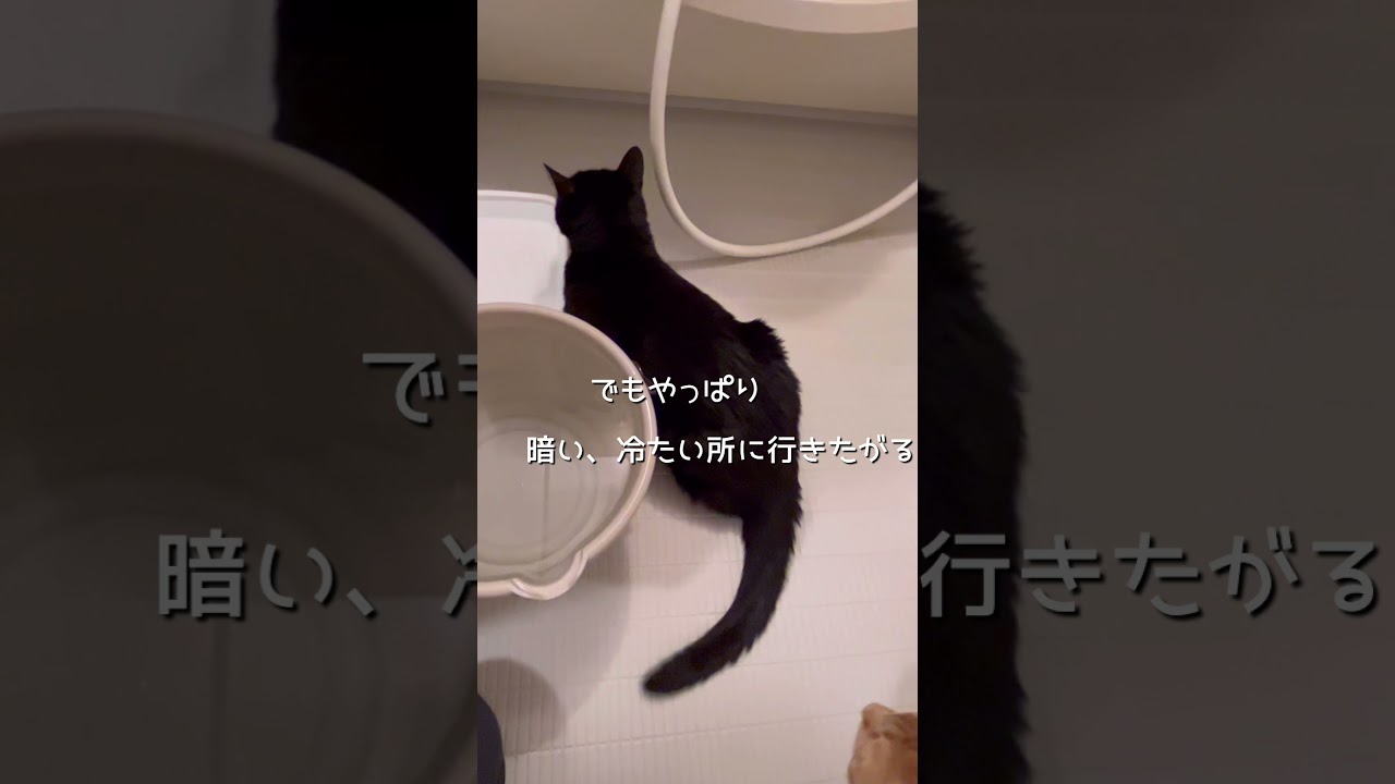 【虹の橋】猫の一生は短い…と気づいた日 #黒猫びび #13歳猫 #short