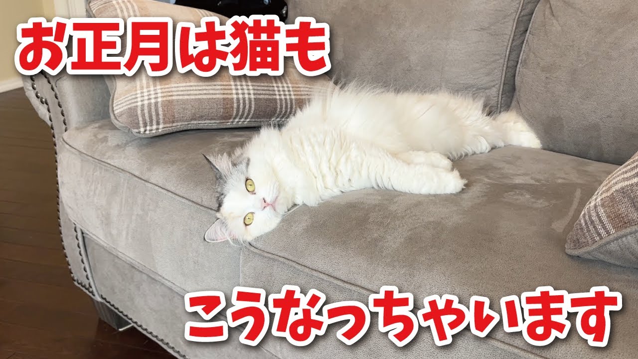 お正月は猫もいつもよりさらに溶けちゃうみたいです【あけおめ】【関西弁でしゃべる猫】【猫アテレコ】