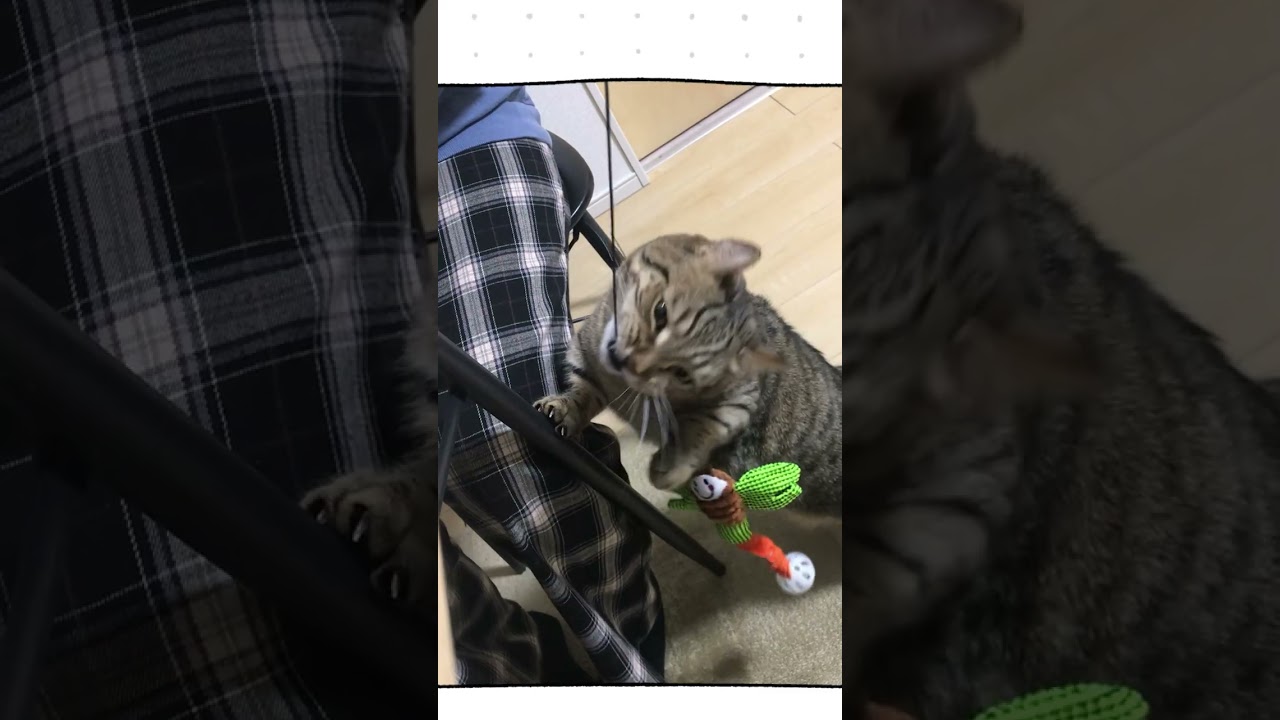 多分遊び方違うよ