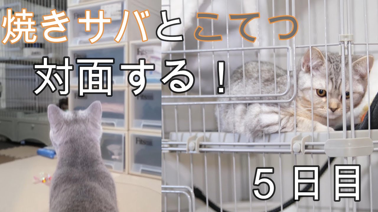 焼きサバ５日目。ついに対面する。こてつの反応は！？