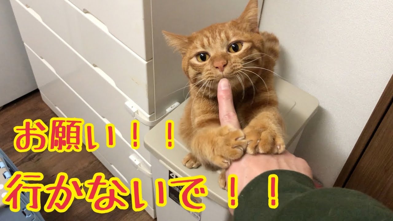 飼い主のお出掛け絶対阻止するマン猫がかわいい！