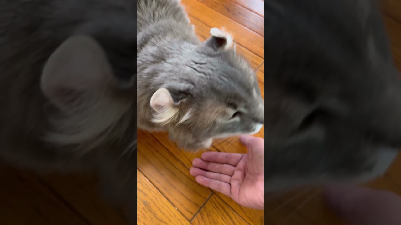 猫動画 #shorts #アメリカンカール