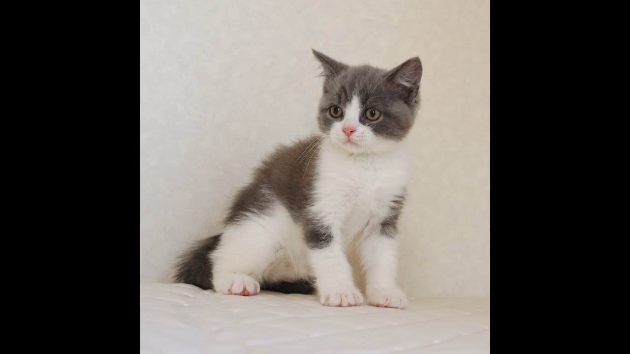 ブリティッシュショートヘアー子猫　British Shorthair　2024.10.18産まれ　ブルー&ホワイト　男の子　シーダキャット猫のお店
