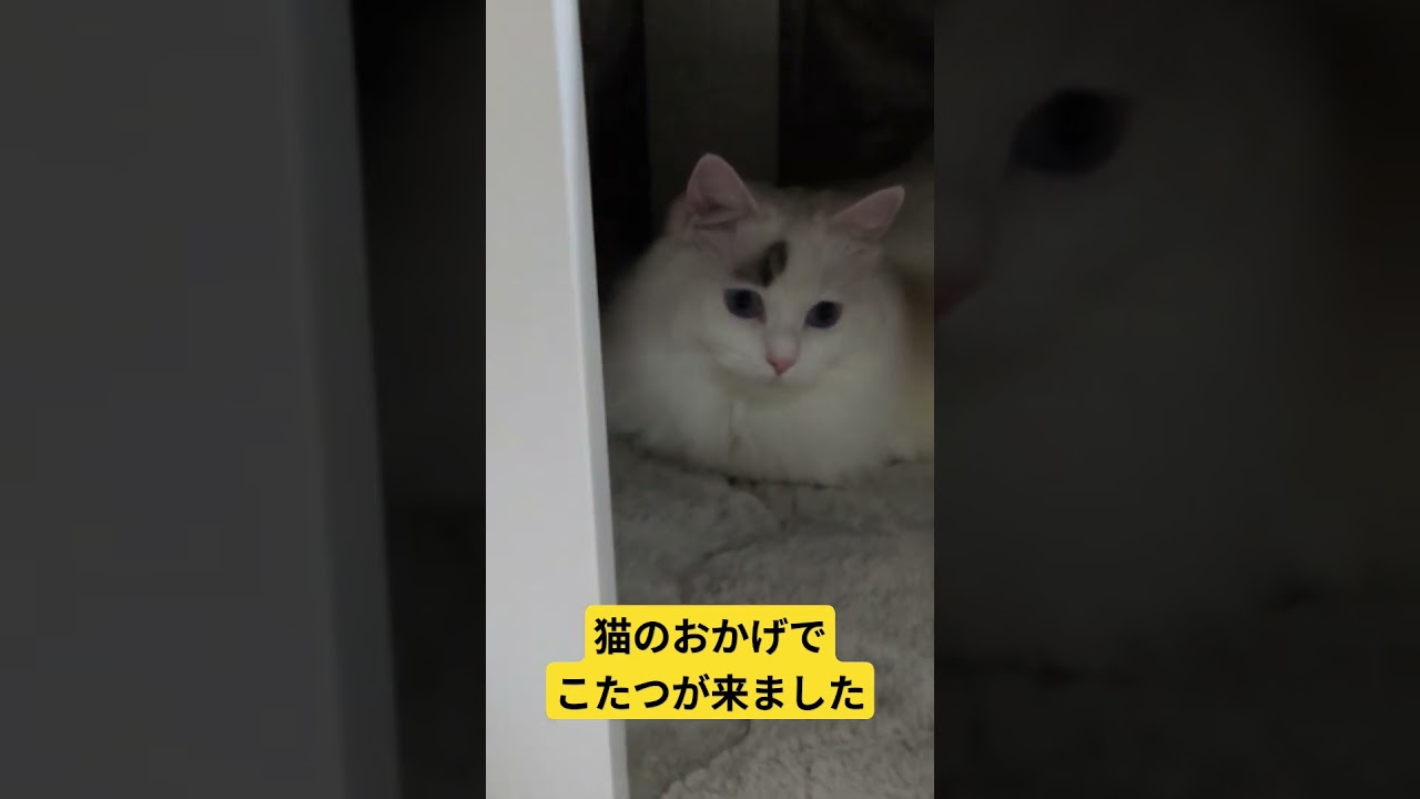 猫のおかげでこたつゲット　#cat #ラグドール #ねこ #ニトリ購入品