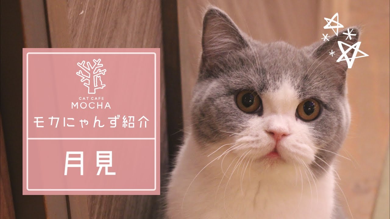 月見（ブリティッシュショートヘア♀）大阪心斎橋店