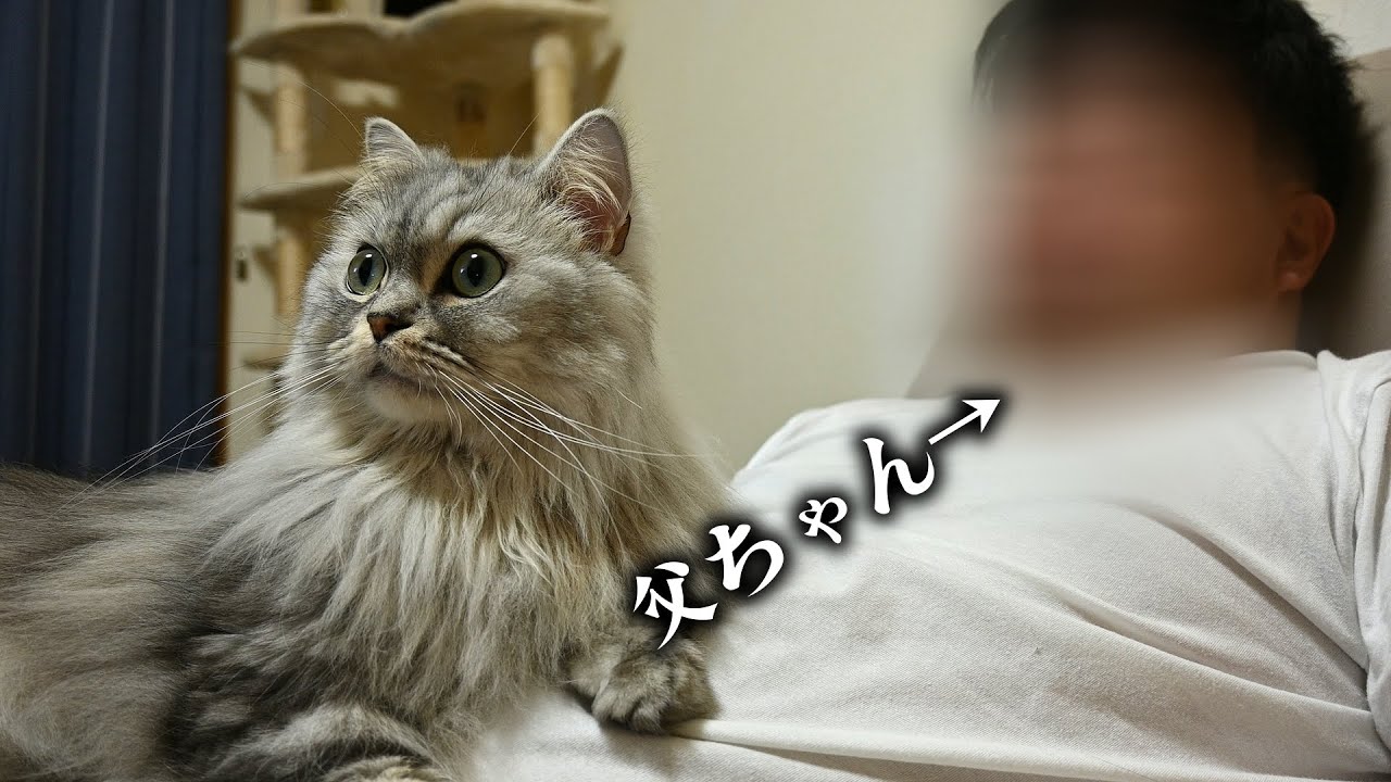 父さんにべったりな猫【マンチカン】