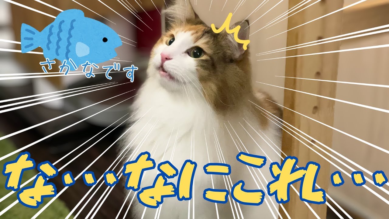 新年はめでたくお魚を食べちゃおう！【保護猫/シャム猫/シャムミックス＆ノルウェージャンフォレストキャット】#cat #japanesecat