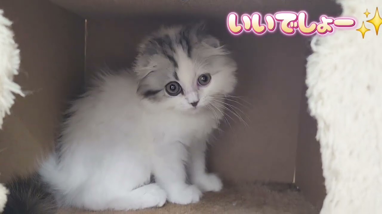 【スコティッシュフォールド】