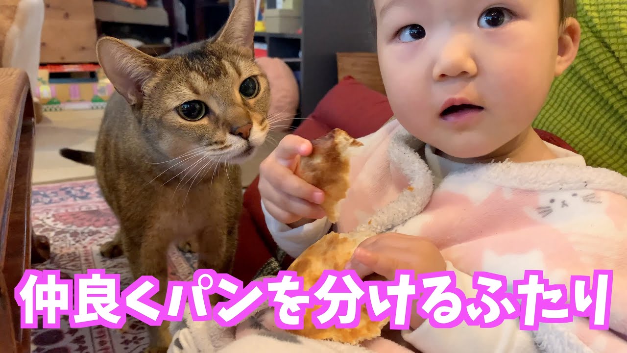 仲良くパンを分けるふたり【猫のキビ】
