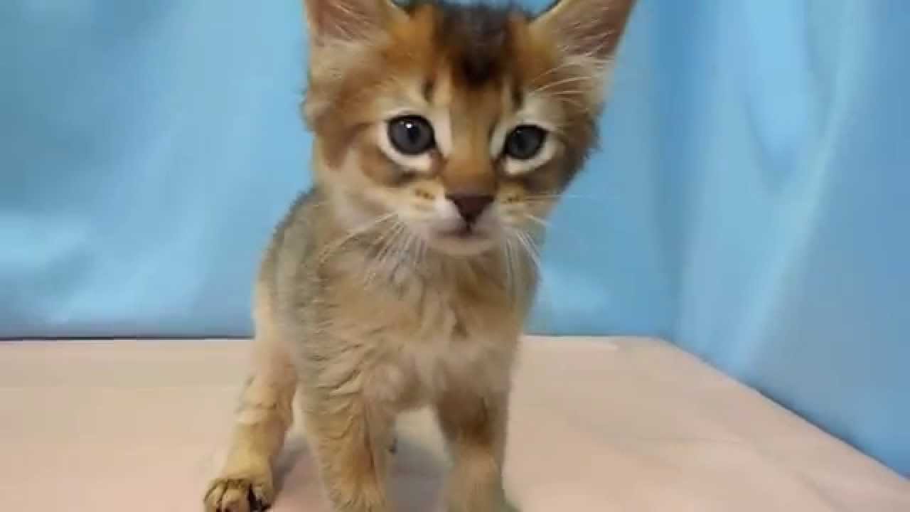 ソマリ　NO.140315　ペットショップ『ヒラマツケンネル』　の子猫