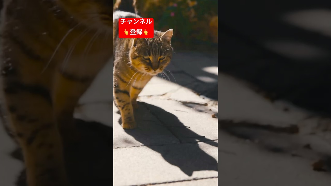 猫が大好きなあなたにだけ許すこと3選 #shorts #雑学 #豆知識 #猫 #猫好き #cat #猫動画