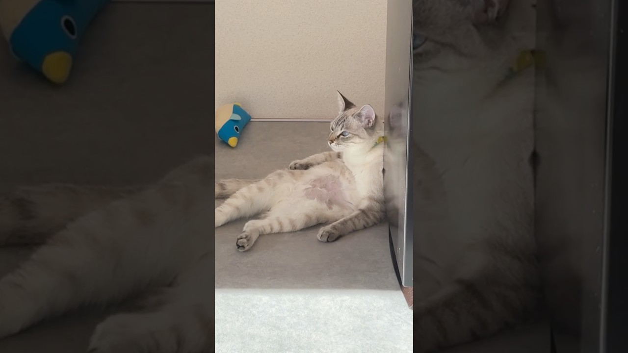 おっさん猫⁉︎この子女の子だよね？　#元保護猫　#シャムトラ　#シャムミックス　#cat #猫耳 #kitten #シャムmix   #猫耳