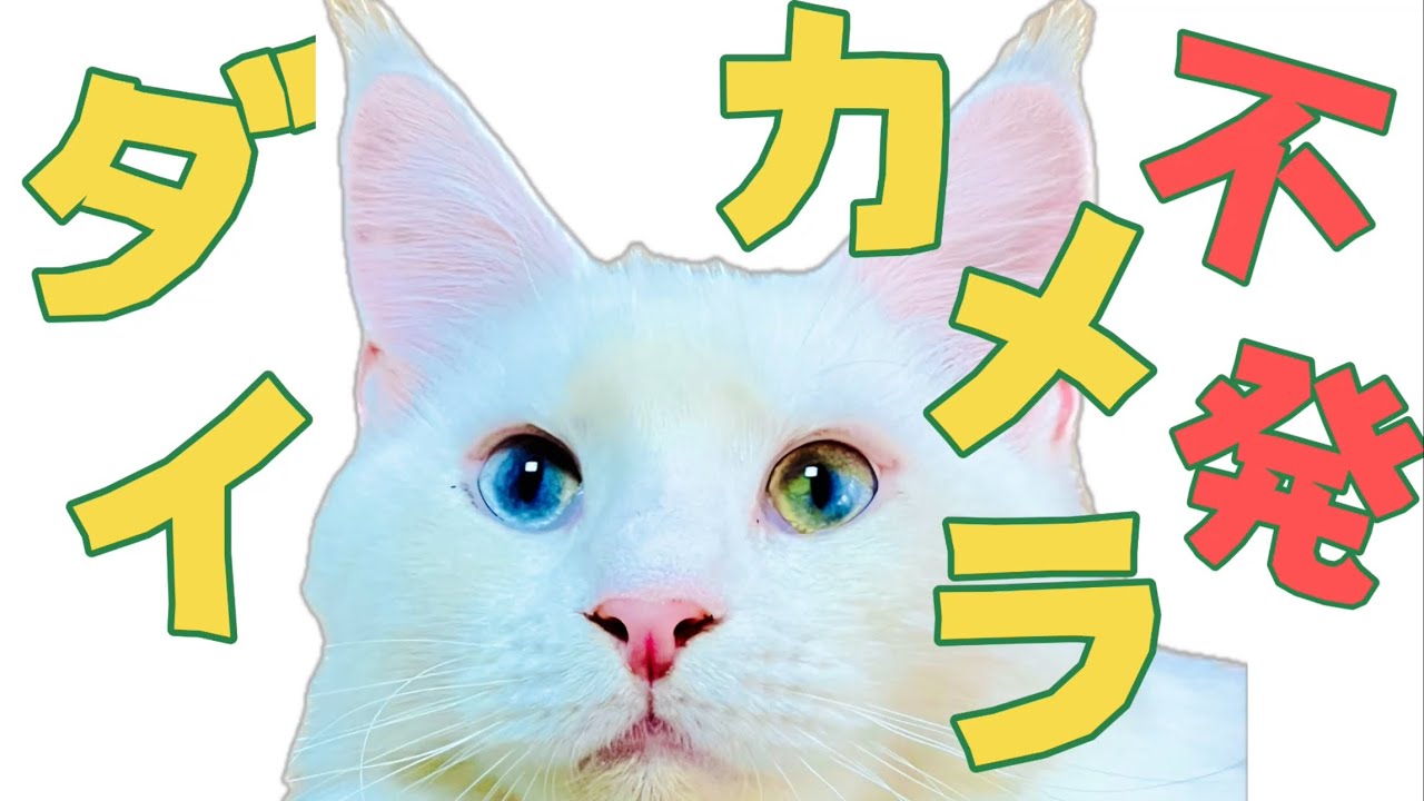 ダイカメラテスト配信！！！！！