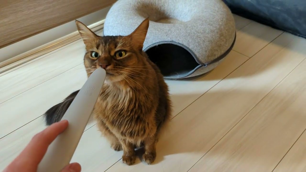 【1079日目】猫じゃすりを忘れた…？ #ソマリ #cat