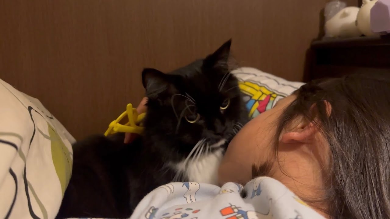 くっついて寝ようとする猫　ラガマフィンA cat sleeping snuggled up together. Ragamuffin