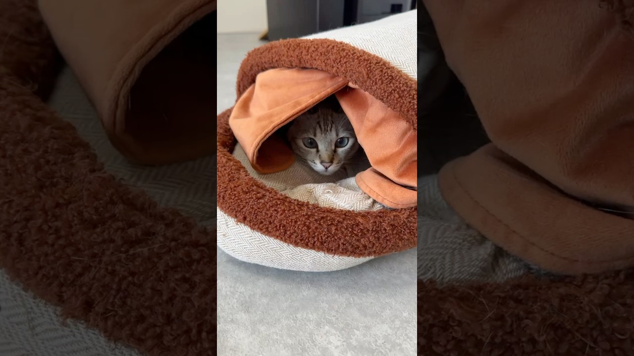 引きこもり猫の日常　#元保護猫　#シャムトラ　#シャムミックス　#cat #猫耳 #kitten #シャムmix   #猫耳