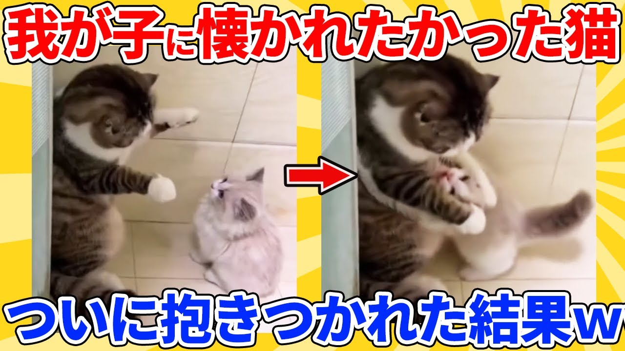 【2ch動物スレ】子猫にずっと懐かれたかった猫→抱きつかれてテンション爆上げｗｗｗｗｗ