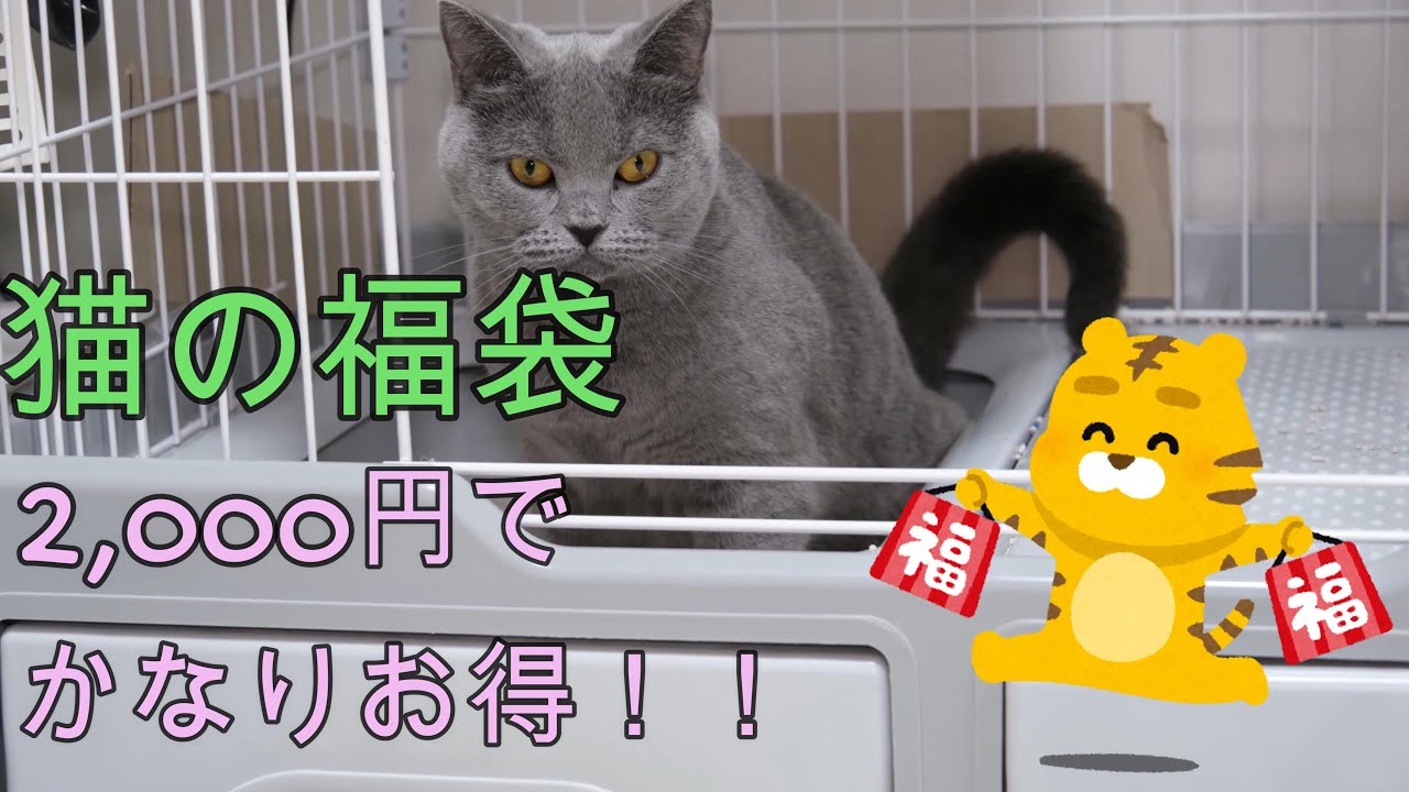 2,000円でかなりお得！猫の福袋！