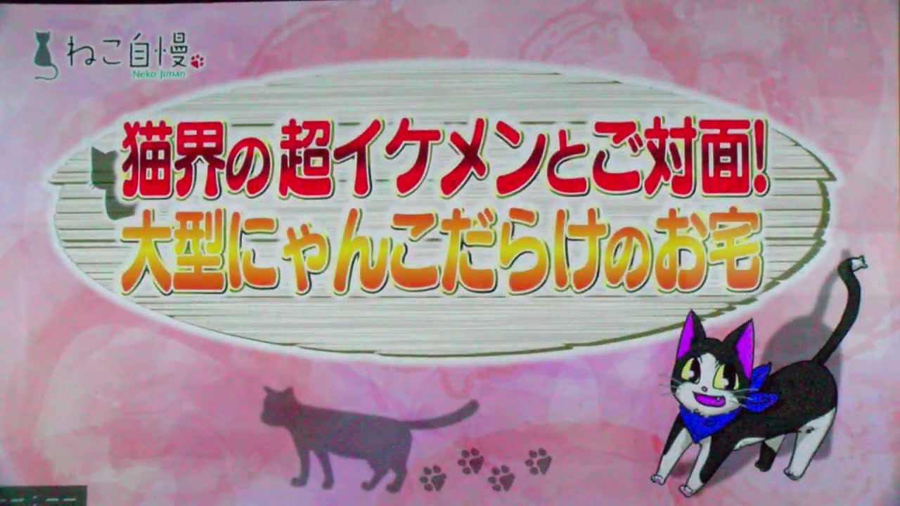 メインクーンキャッテリー東京オノクーン編