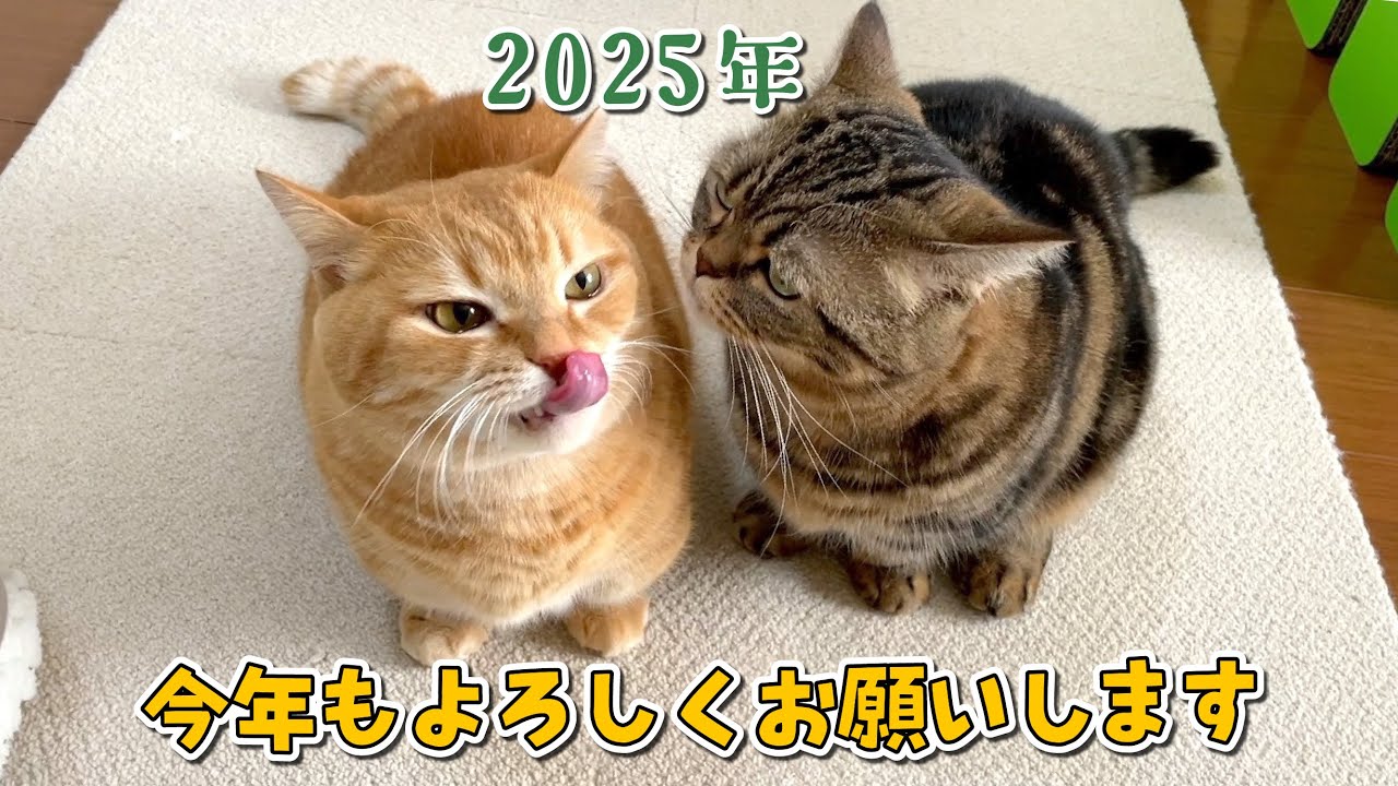 食いしん坊の愛猫たちにお年玉をあげながらご挨拶！【あけおめ】