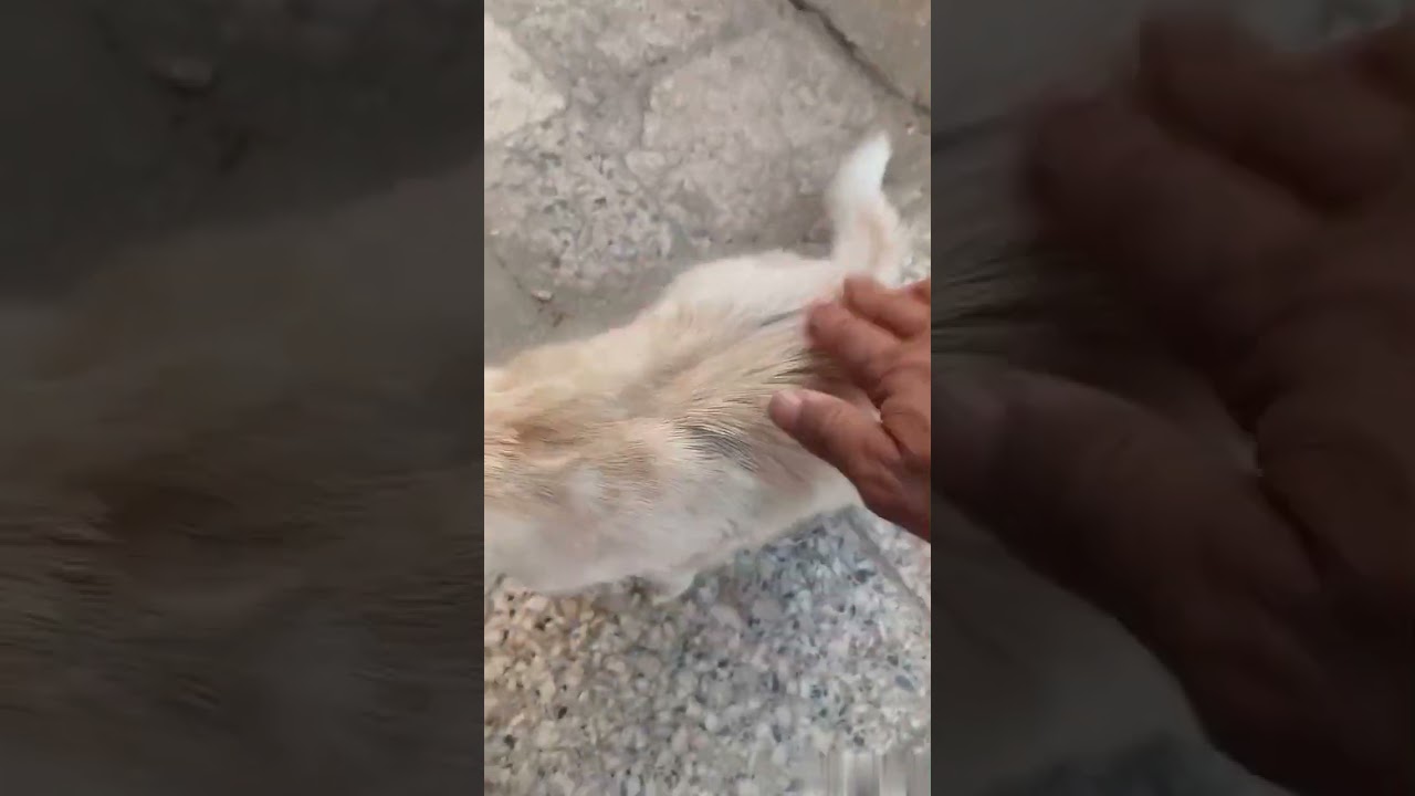 CATS MOVEMENTS #shorts  #cat #kittten #kittenslovers #cattype #catlover #kitten #shortcat#chat #gato