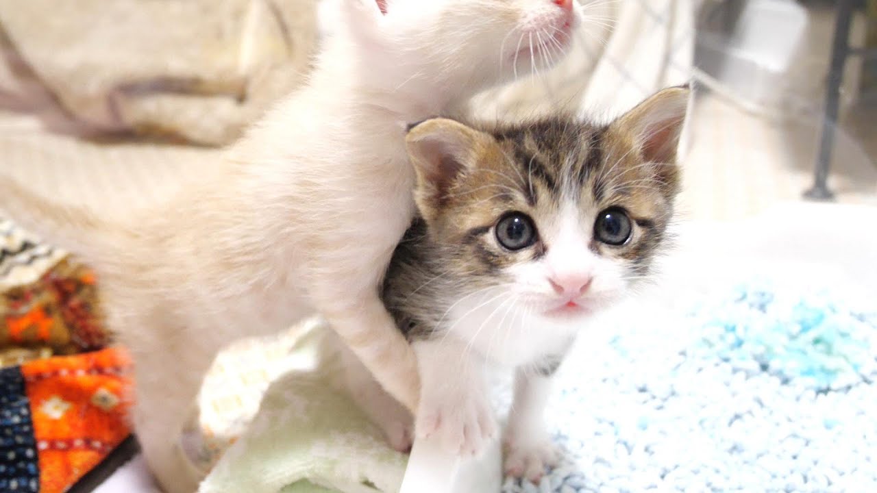 子猫達はチョコンと並んでかわいい声で大合唱してくれます【赤ちゃん猫　保護猫】
