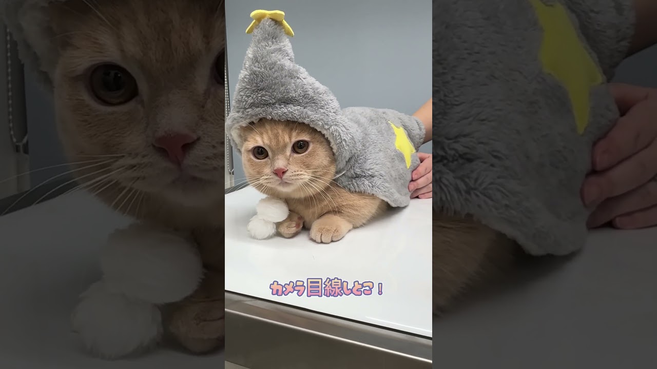 帰り際に洋服を着せられるマンチカン