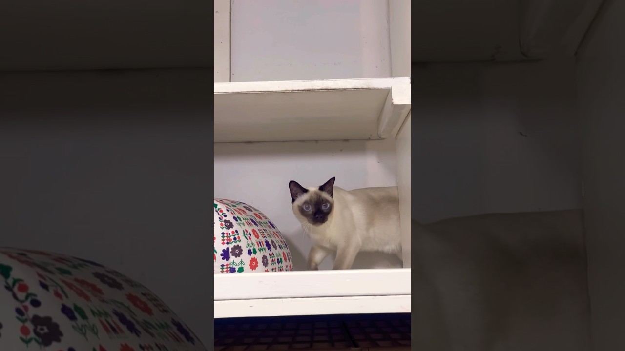 トンキニーズのそらちゃん、シャムミックスのみぞれちゃん、ラガマフィンのマロンちゃん【猫専用ホテル】#shorts #cat