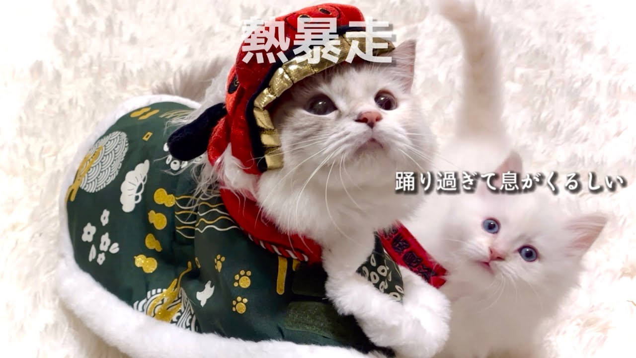 【猫】🎍𝗛𝗮𝗽𝗽𝘆 𝗡𝗲𝘄 𝗬𝗲𝗮𝗿♬︎*.:*🎍 〔無病息災の舞〕 🔋放電中@裏ラグドール & マンチカン 🇯🇵