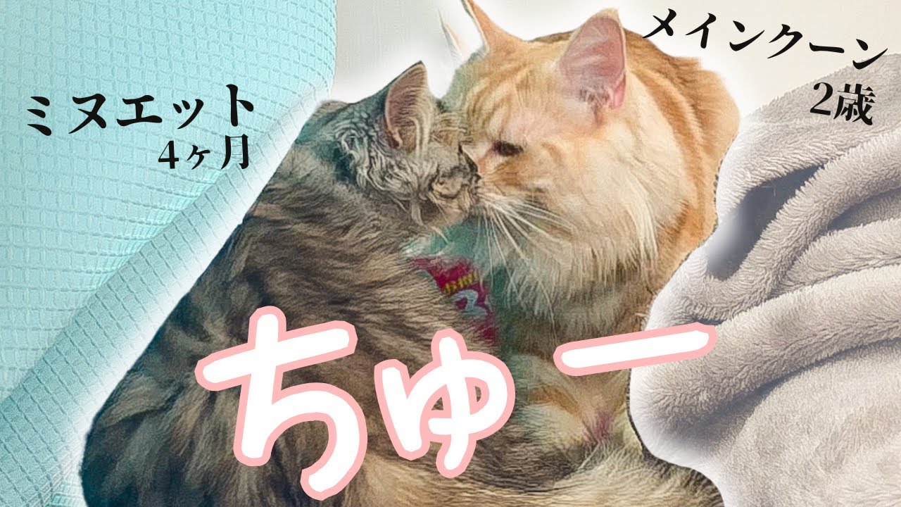 長毛猫たちの日常と新人くんのお名前発表【メインクーン/ミヌエット 子猫】