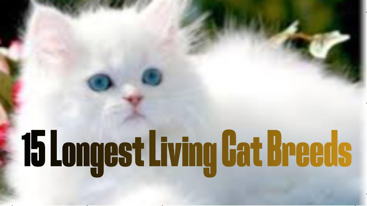 "15 Longest Living Cat Breeds: Expert Insights You Need to Know!"