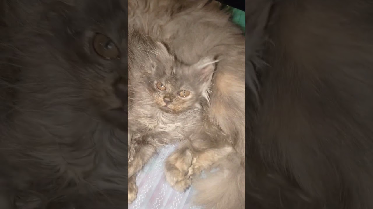 Jenny is loving her babies 🤩#kitten #catlovers #cute #trendingshorts